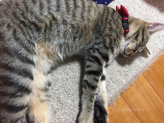安らかに眠る猫